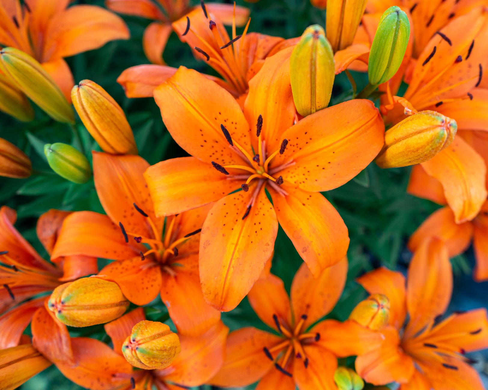 Planting lilies