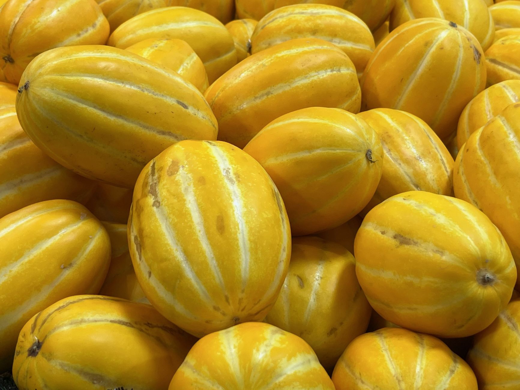 Melon planting site