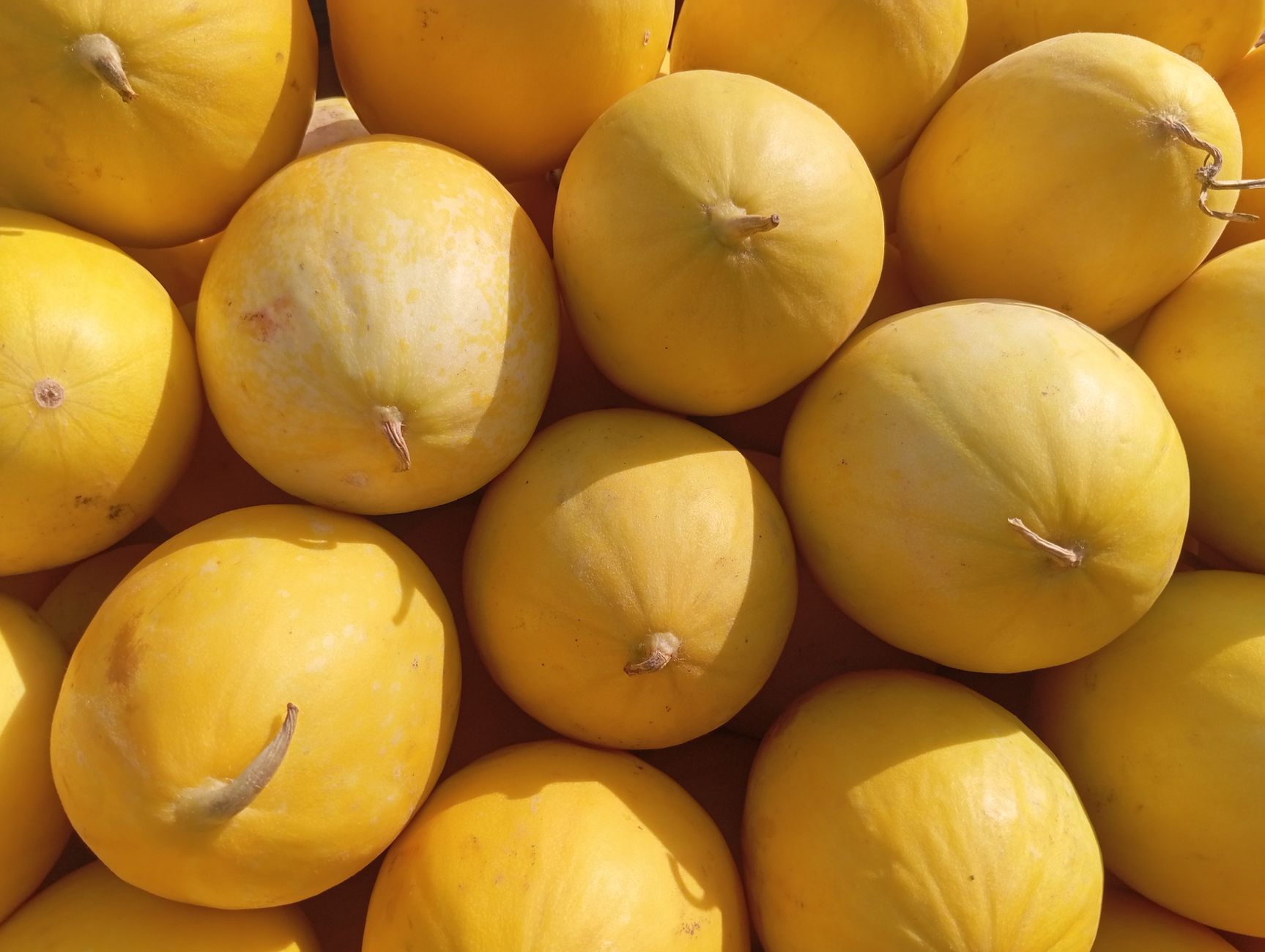 Harvesting melons