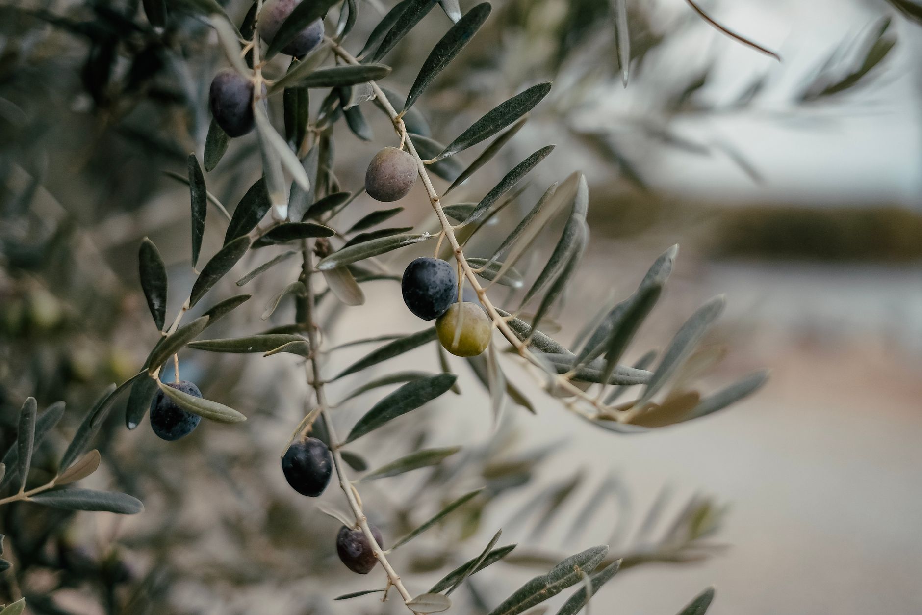 Olive planting site