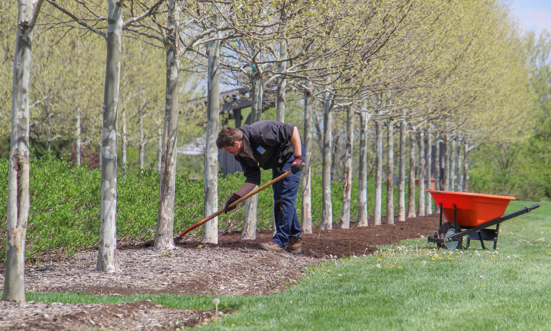 Watering and mulching