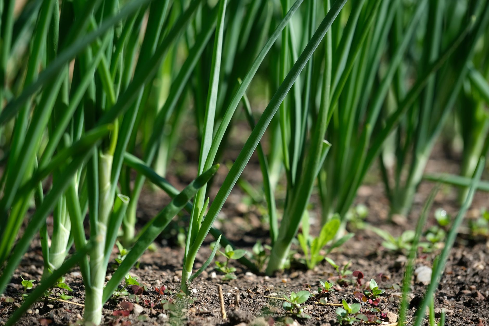 Planting onion sets