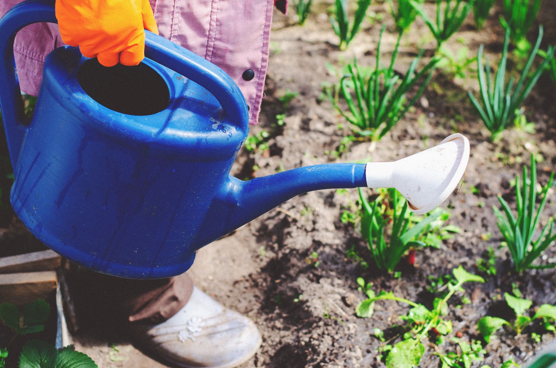 Hand-weeding onion rows