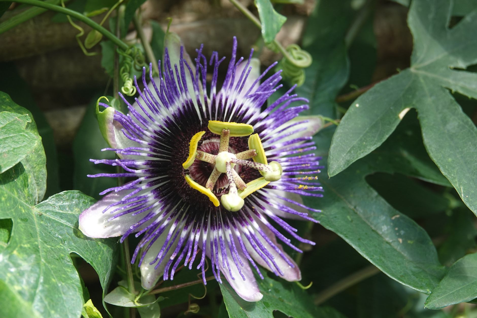 Hand pollination
