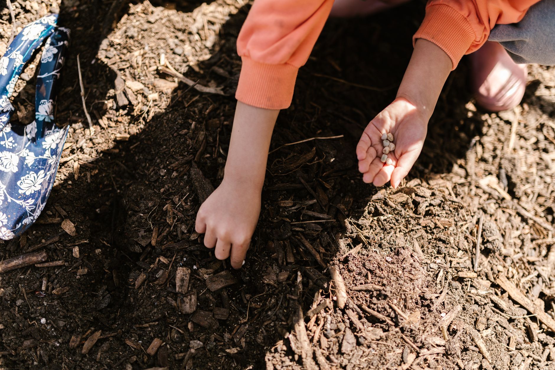 Planting pea seeds in early spring