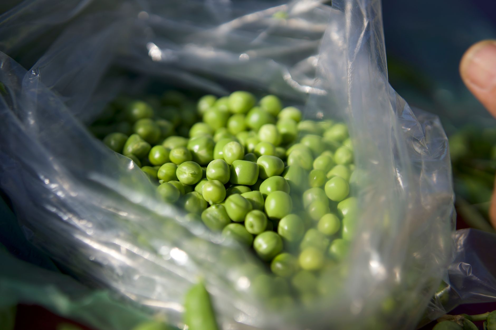Trellis structure for peas