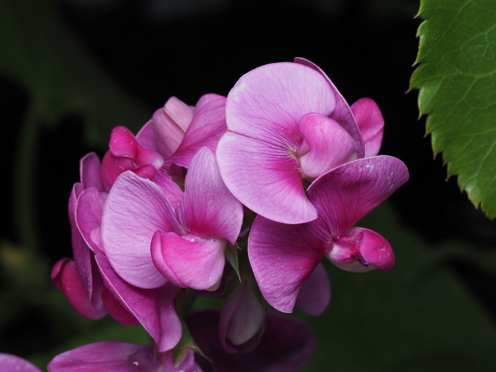 Watering pea plants