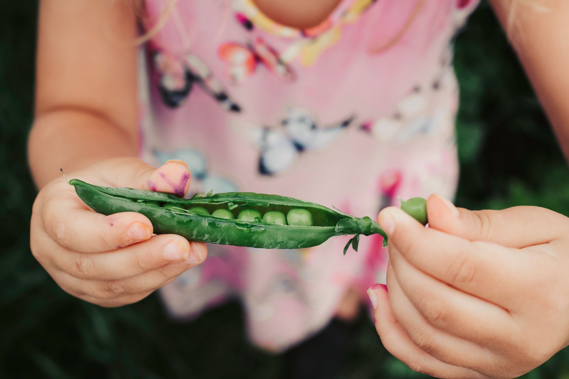 Powdery mildew on pea leaves