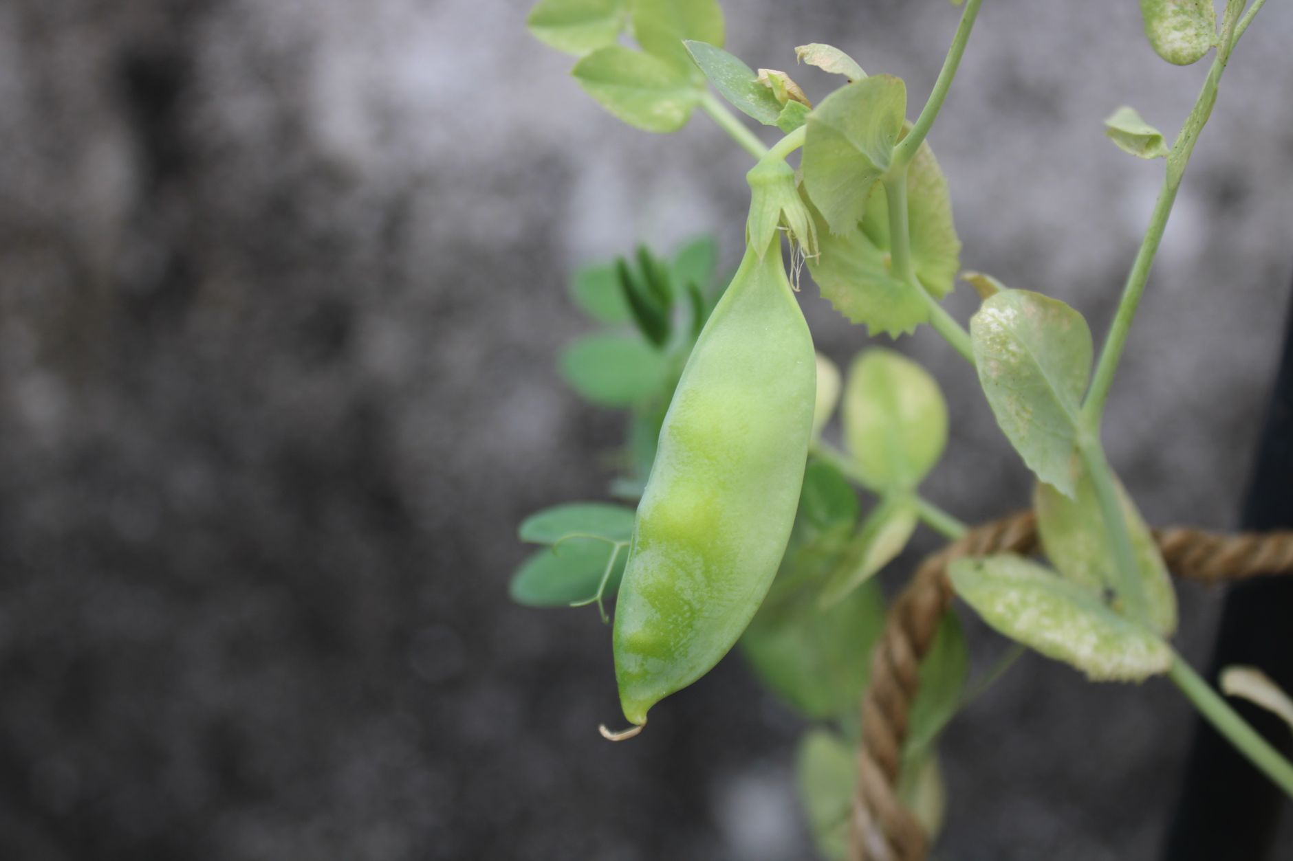 Picking pea pods from the vine