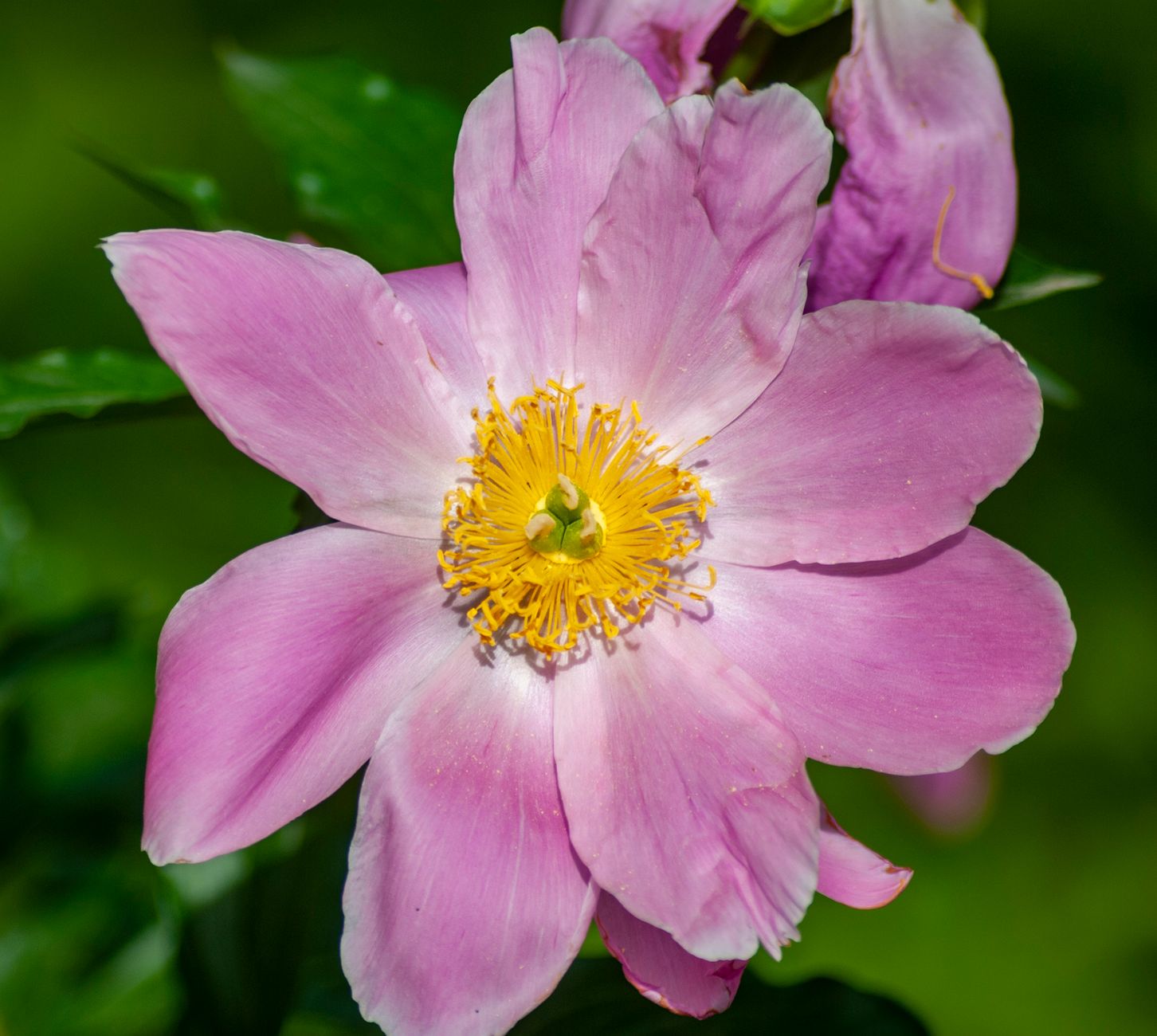 Peony types