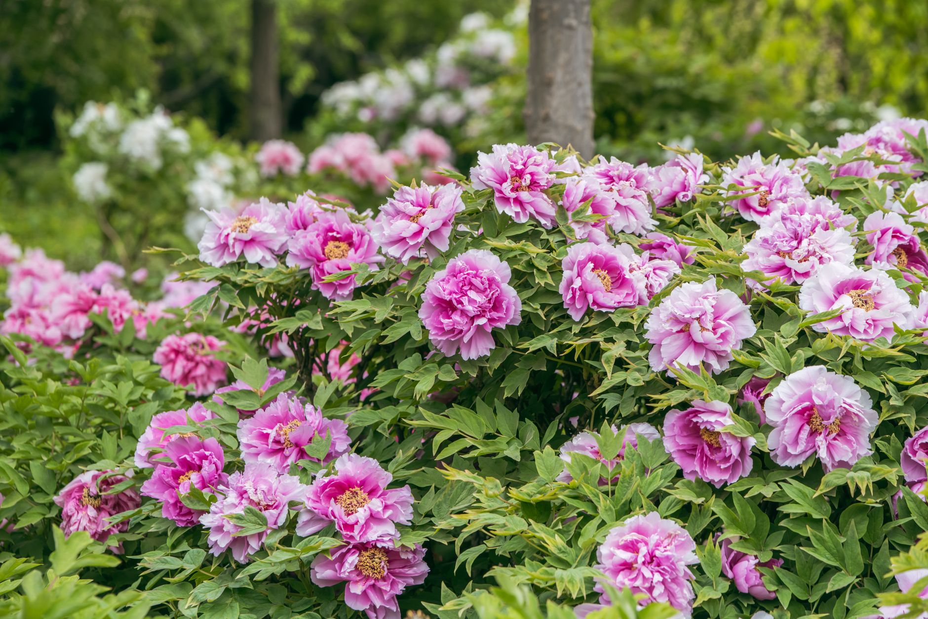 Peony planting site