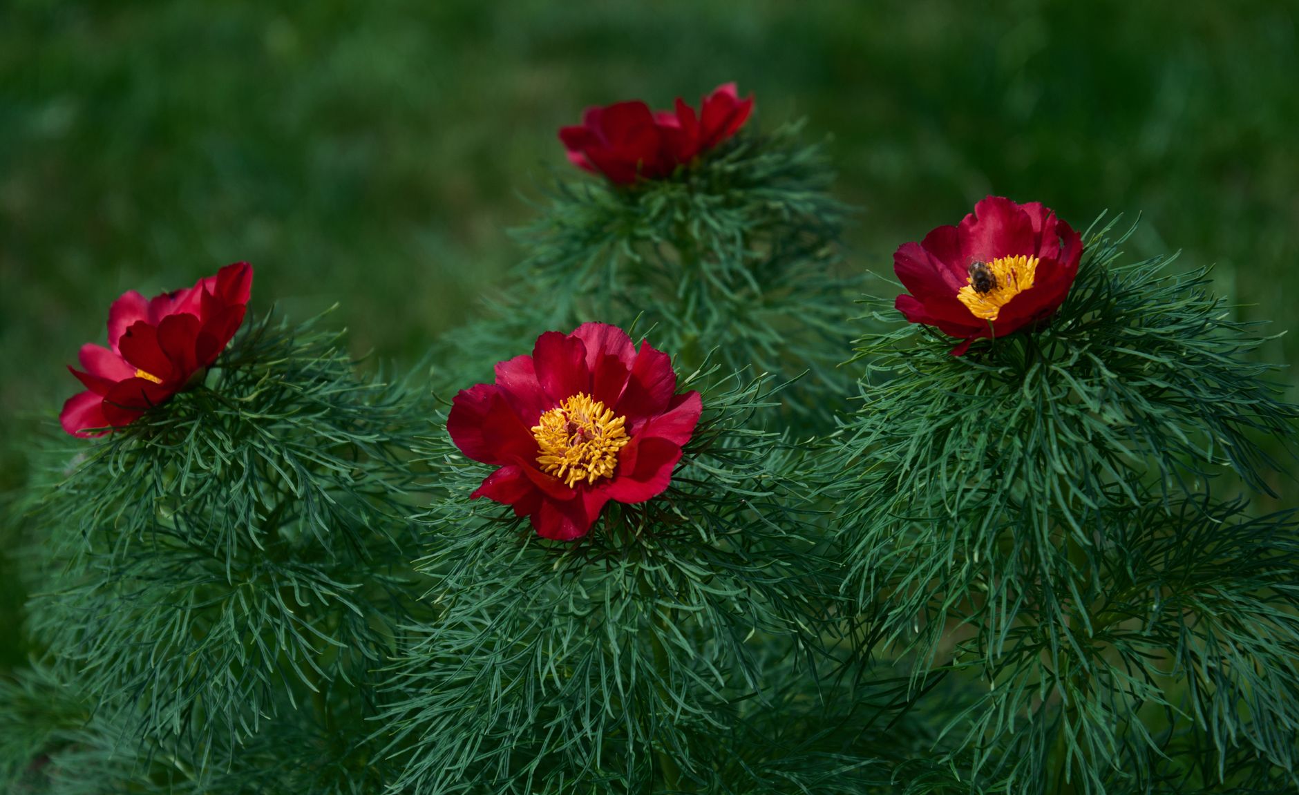 Planting peonies