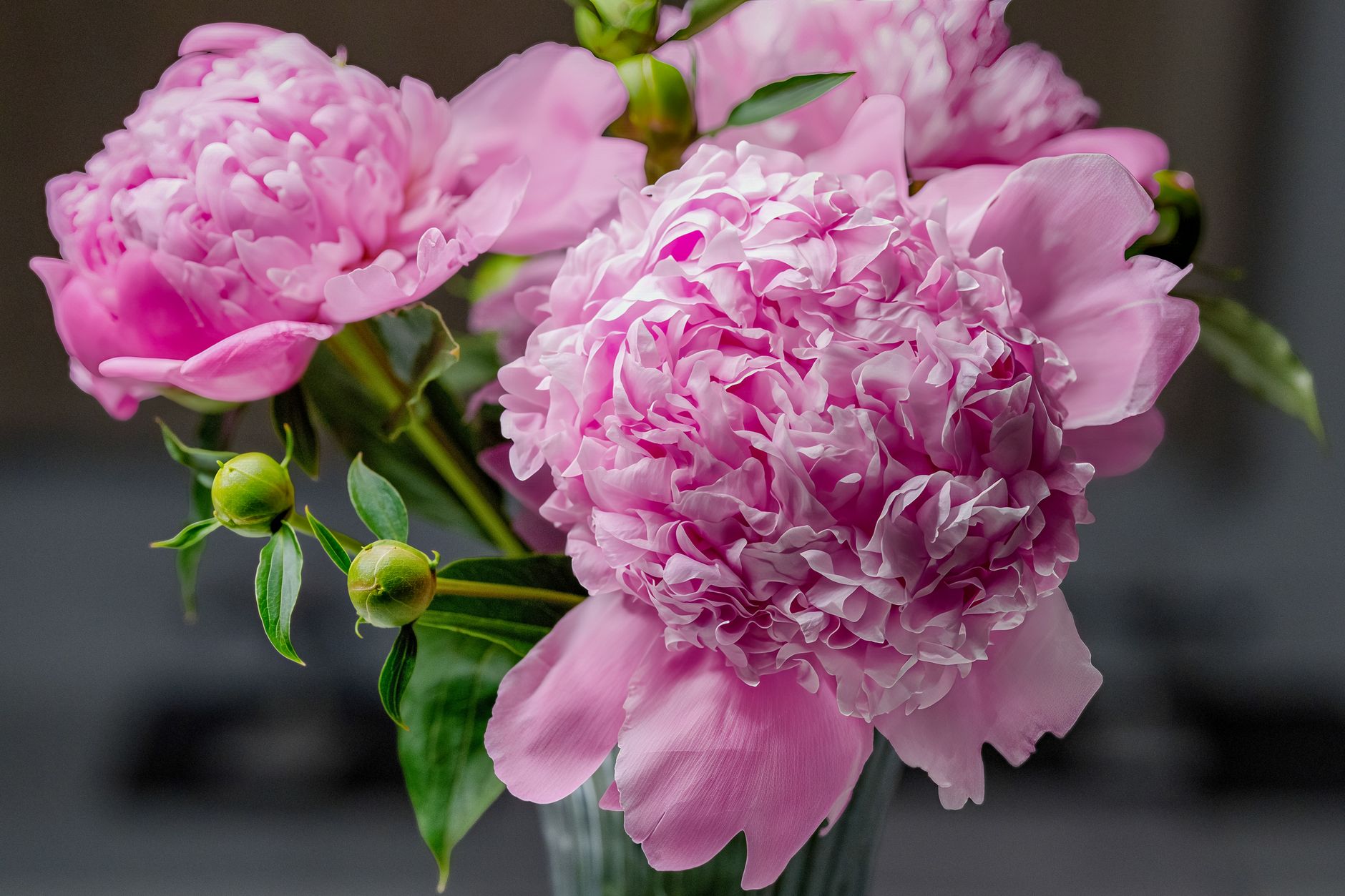 Peony support