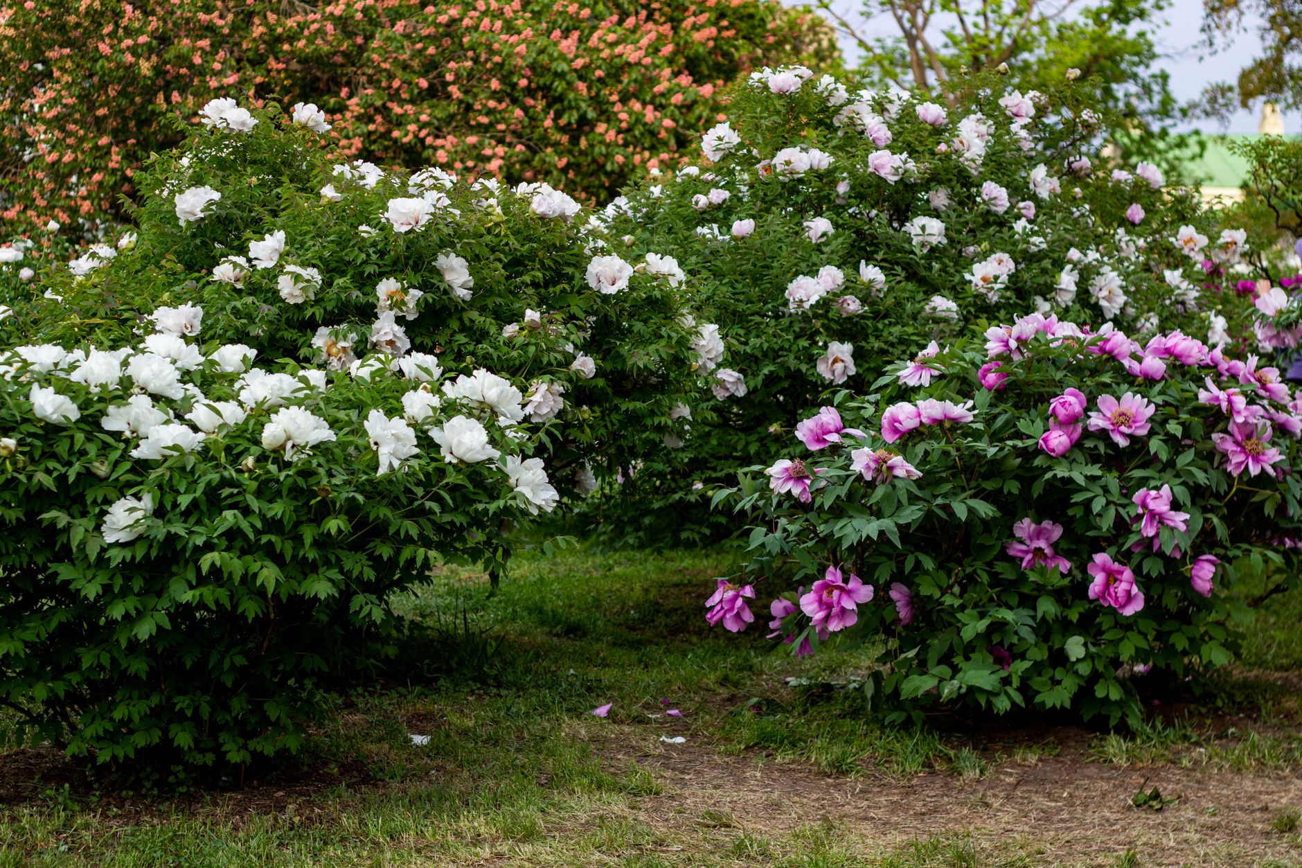 Pruning