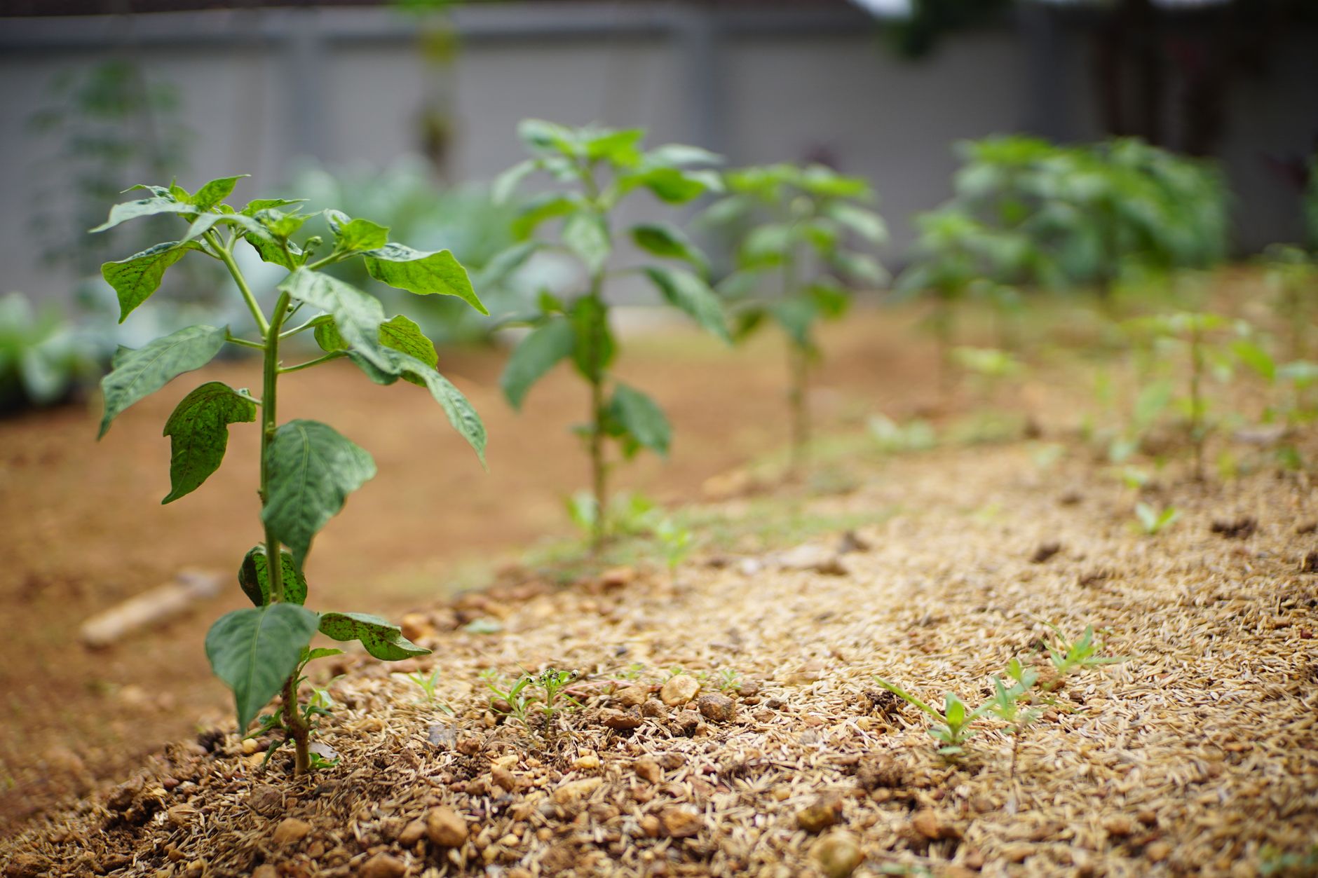 Transplanting a pepper seedling