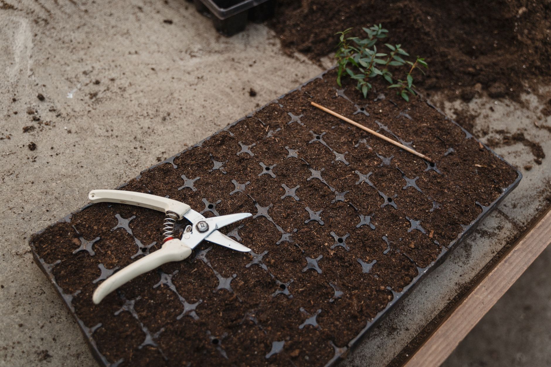 Preparing soil for peppers