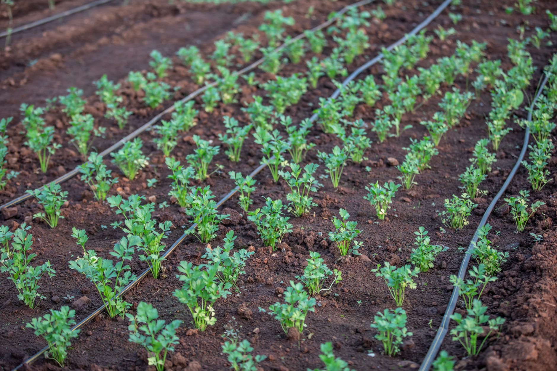 Watering pepper plants