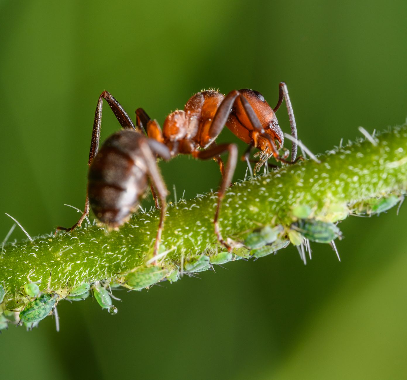 Aphids on pepper leaves