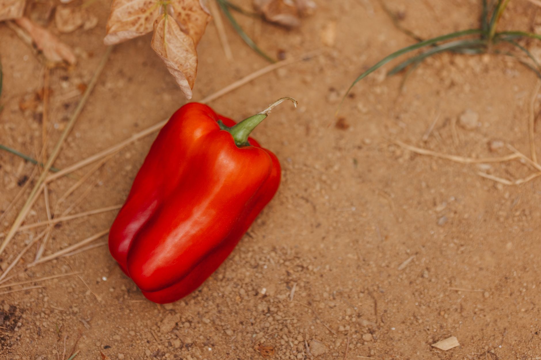 Harvesting a ripe bell pepper
