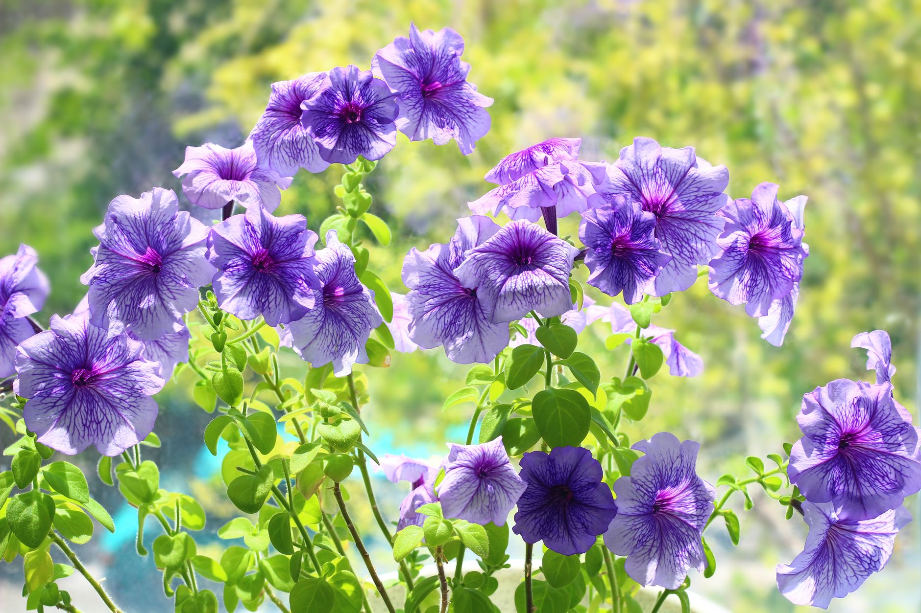 Petunia care