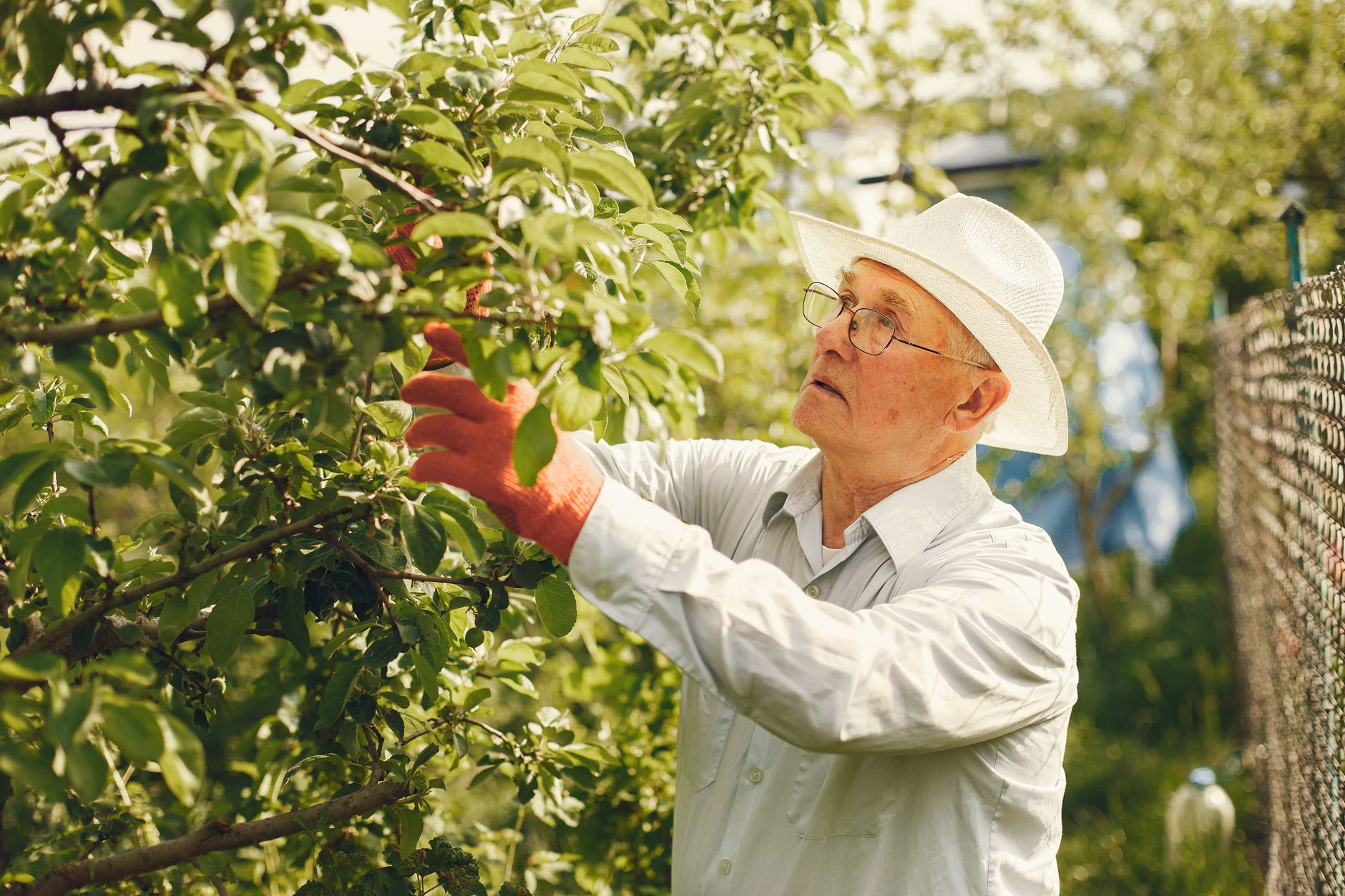 Pruning pomegranates