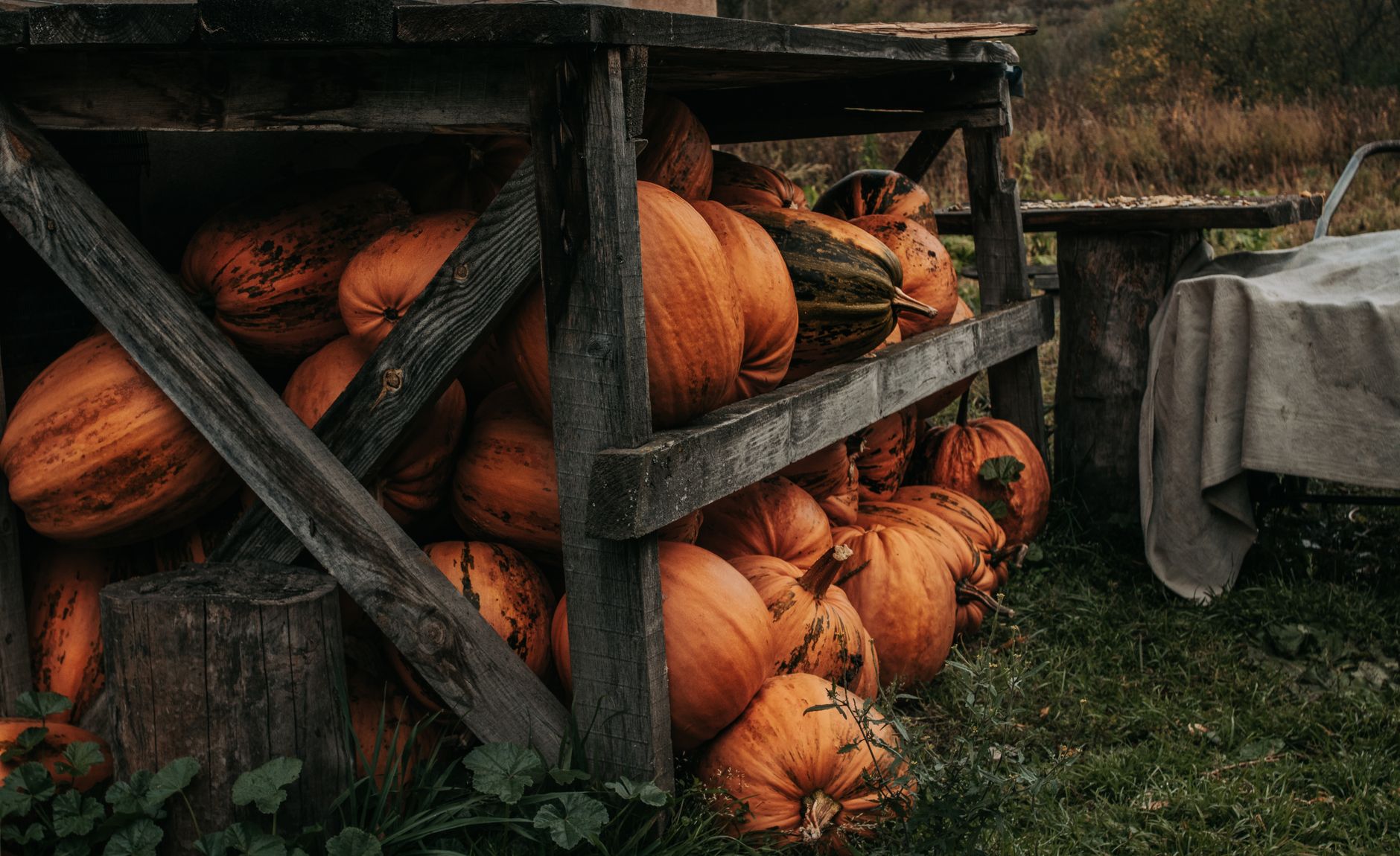Pumpkins curing before storage