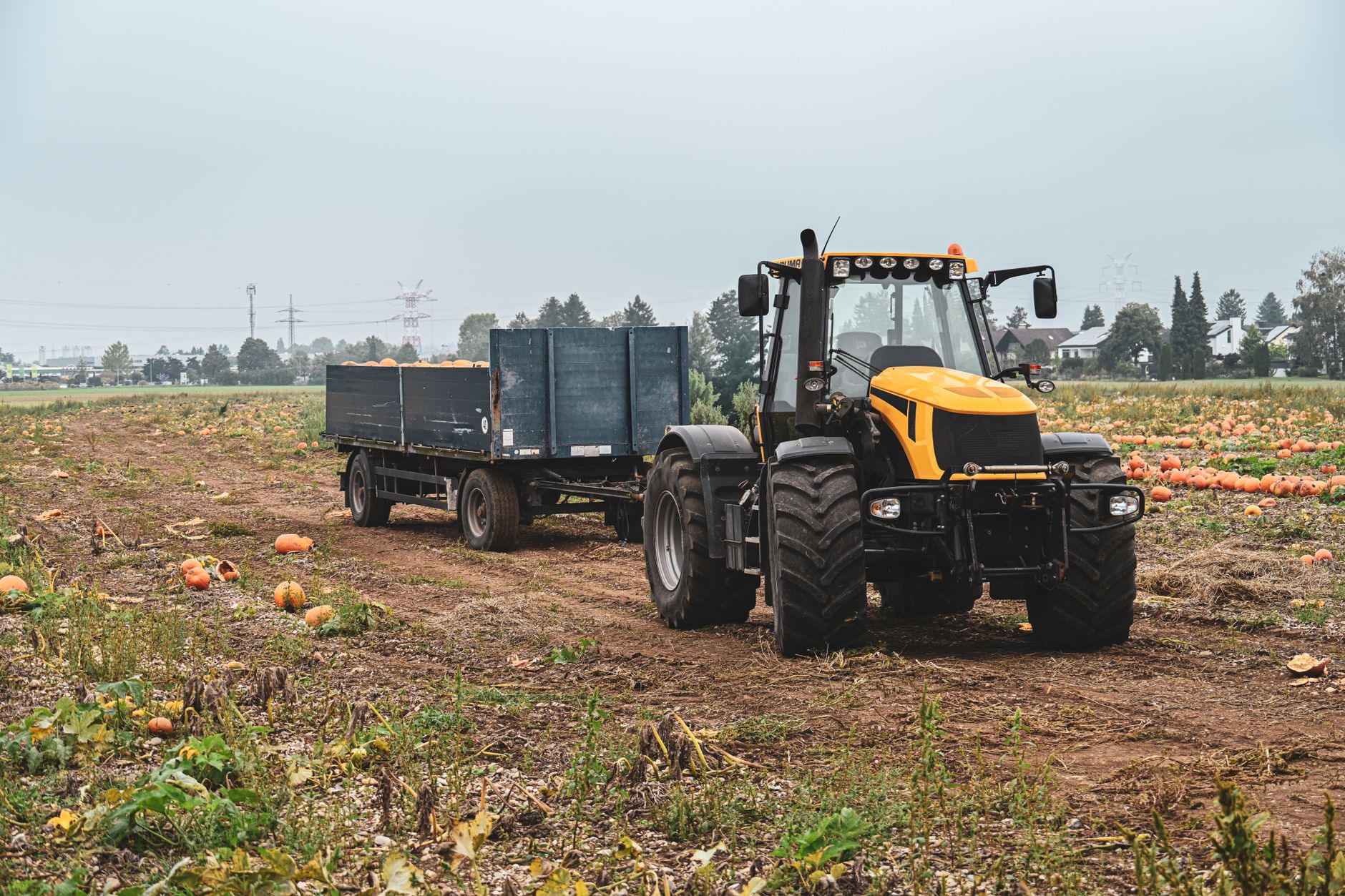 Preparing soil for pumpkins