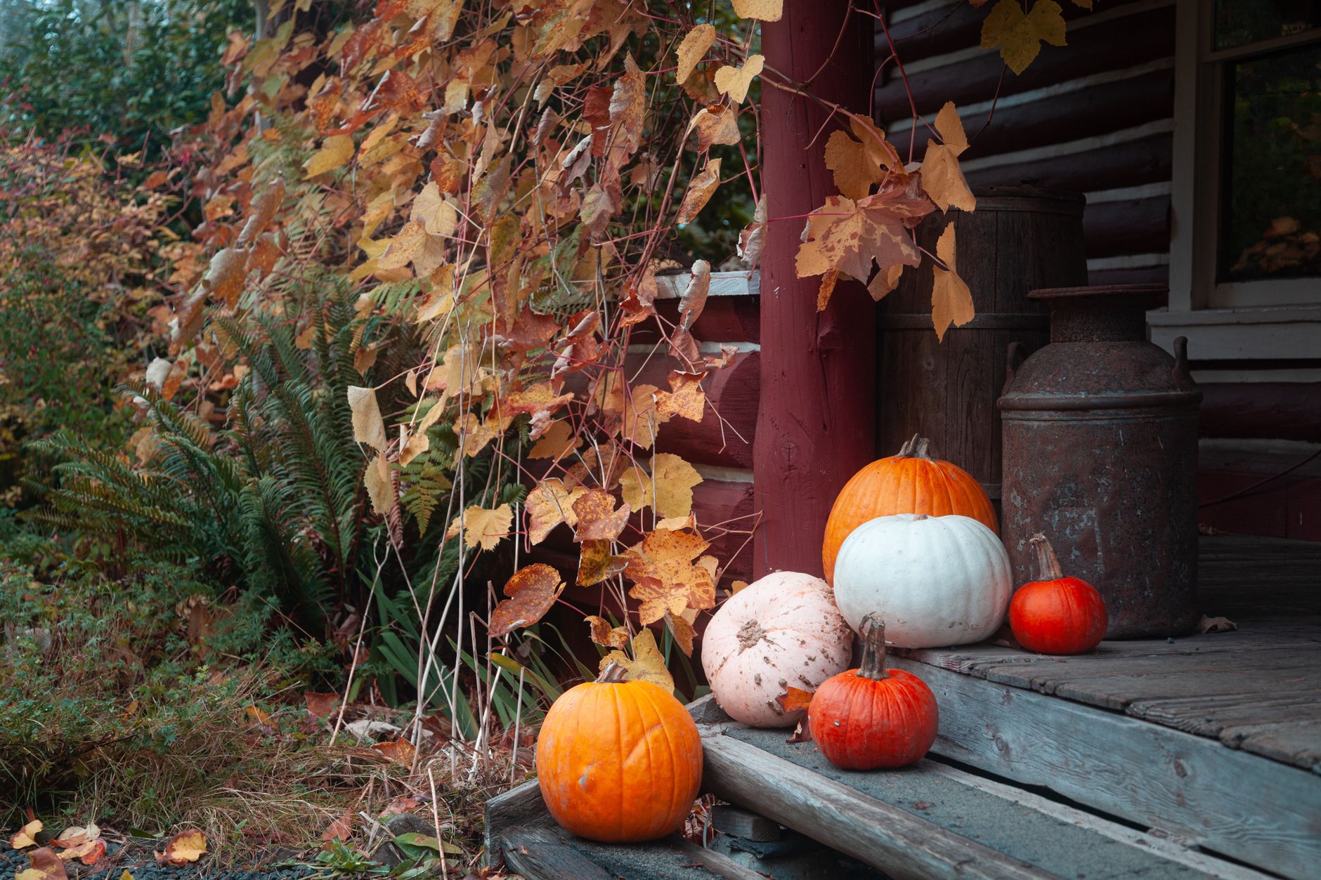 Pumpkin vines spreading across the garden