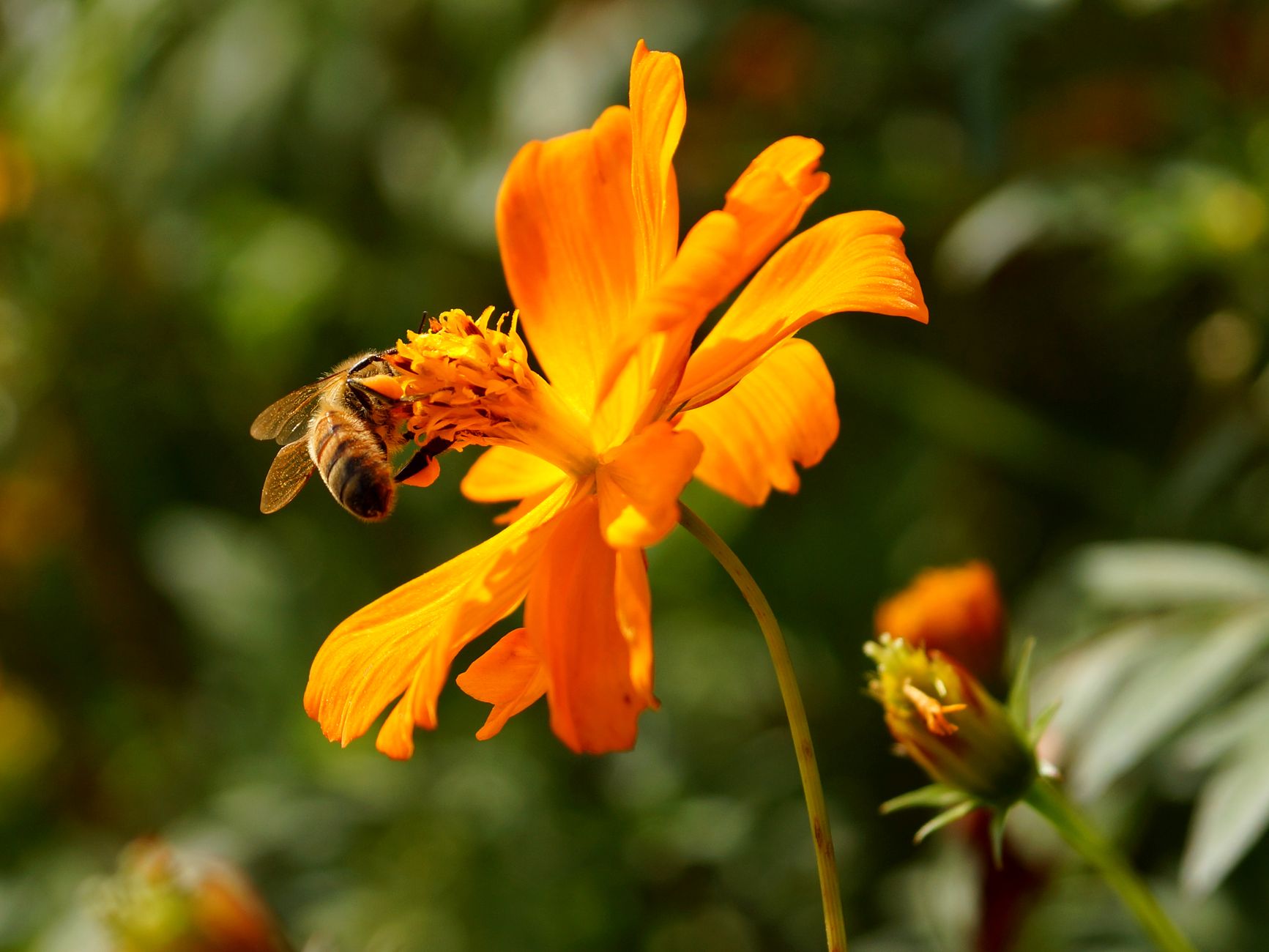 Bee pollinating a pumpkin flower