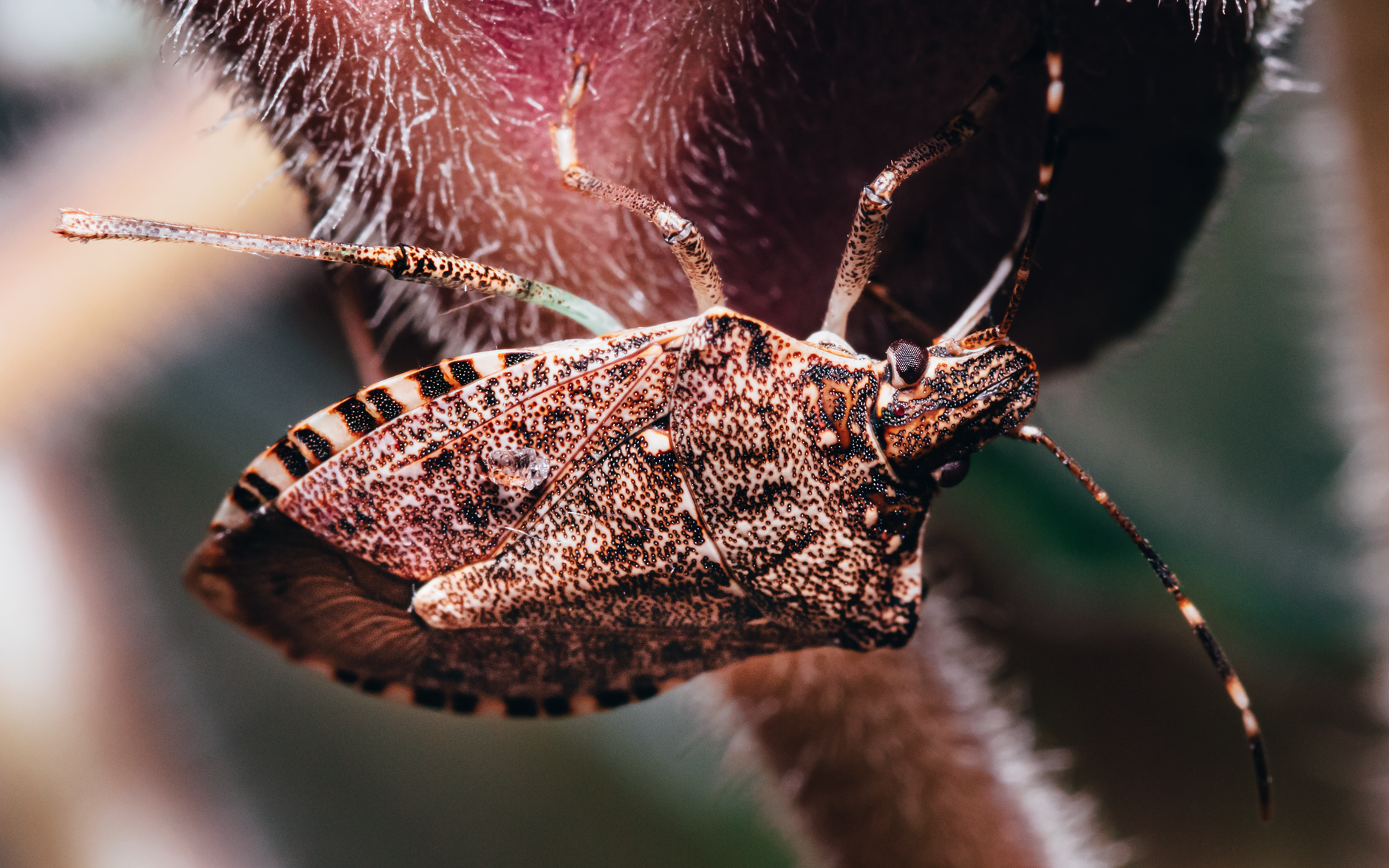 Squash bugs on pumpkin vines
