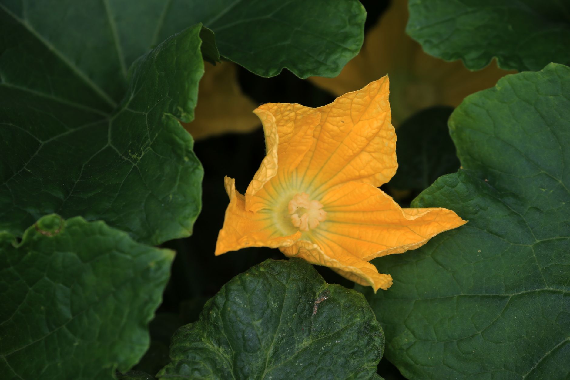 Powdery mildew on pumpkin leaves