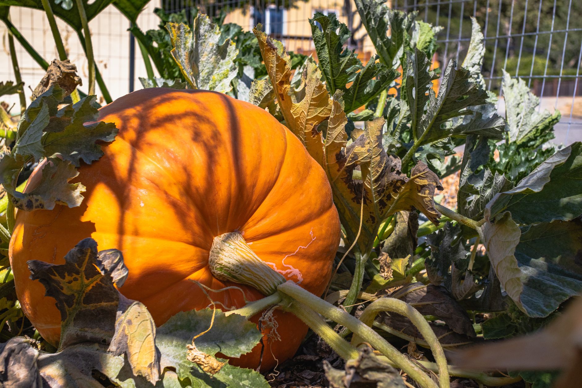 Young pumpkin on straw mulch