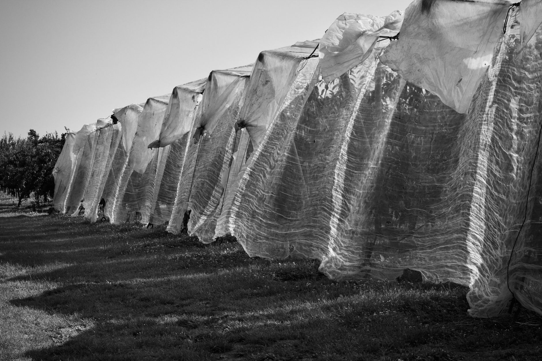 Row cover protecting radishes