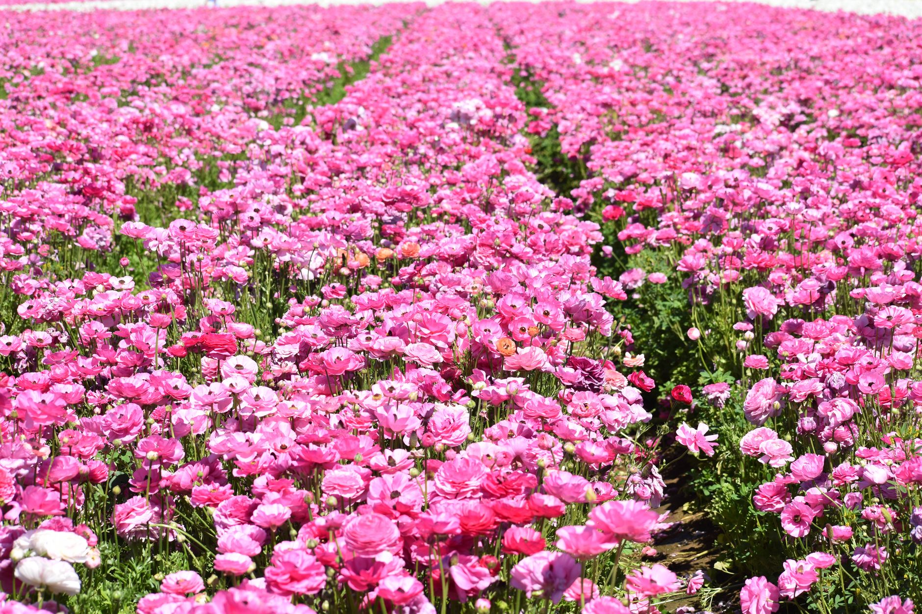 Ranunculus varieties