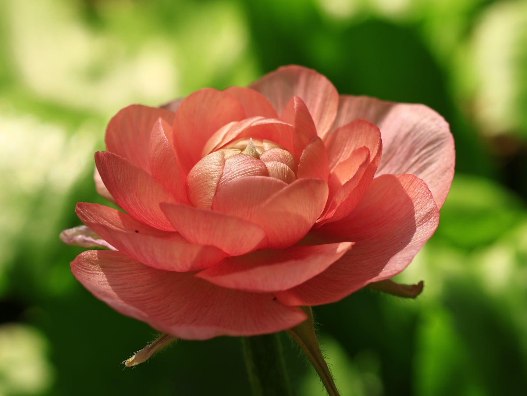 Ranunculus planting site