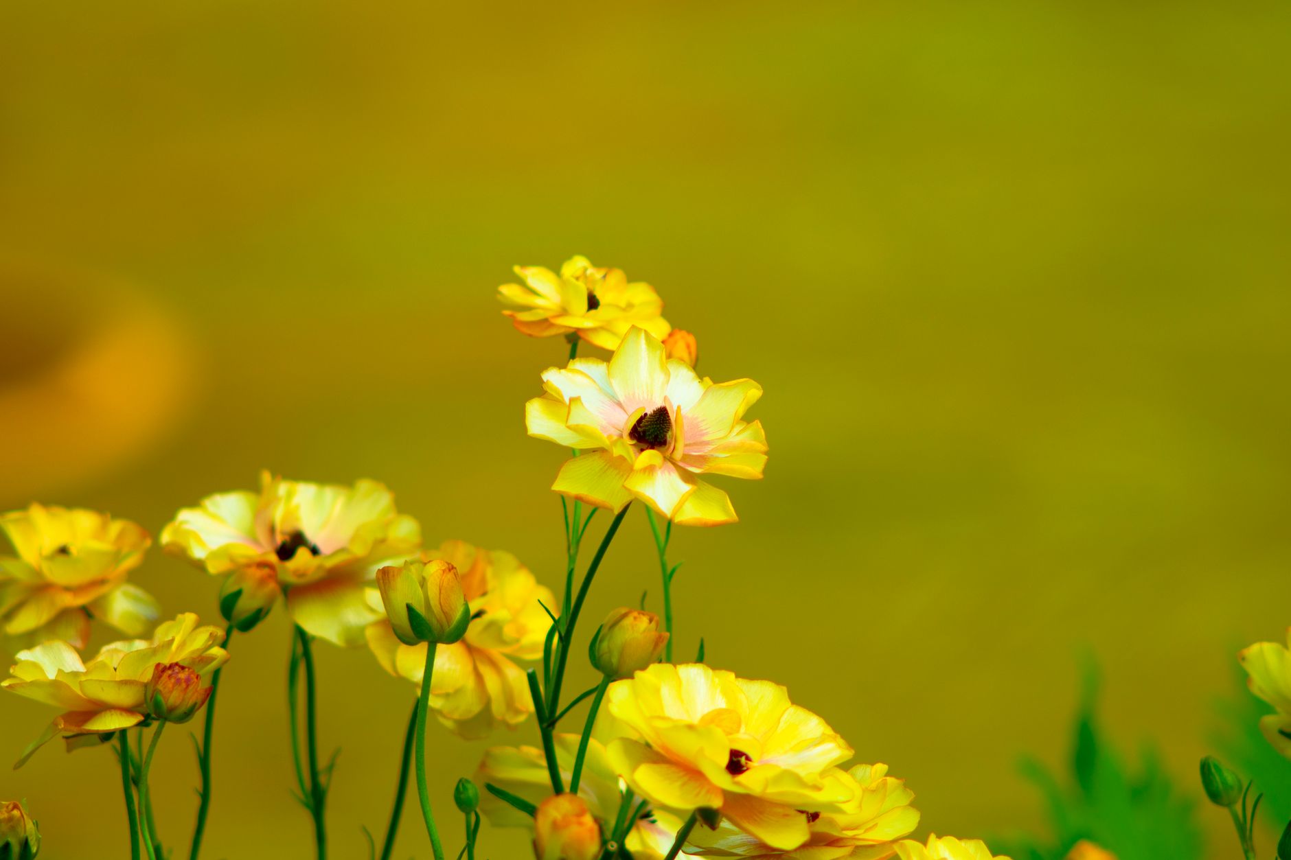 Planting ranunculus