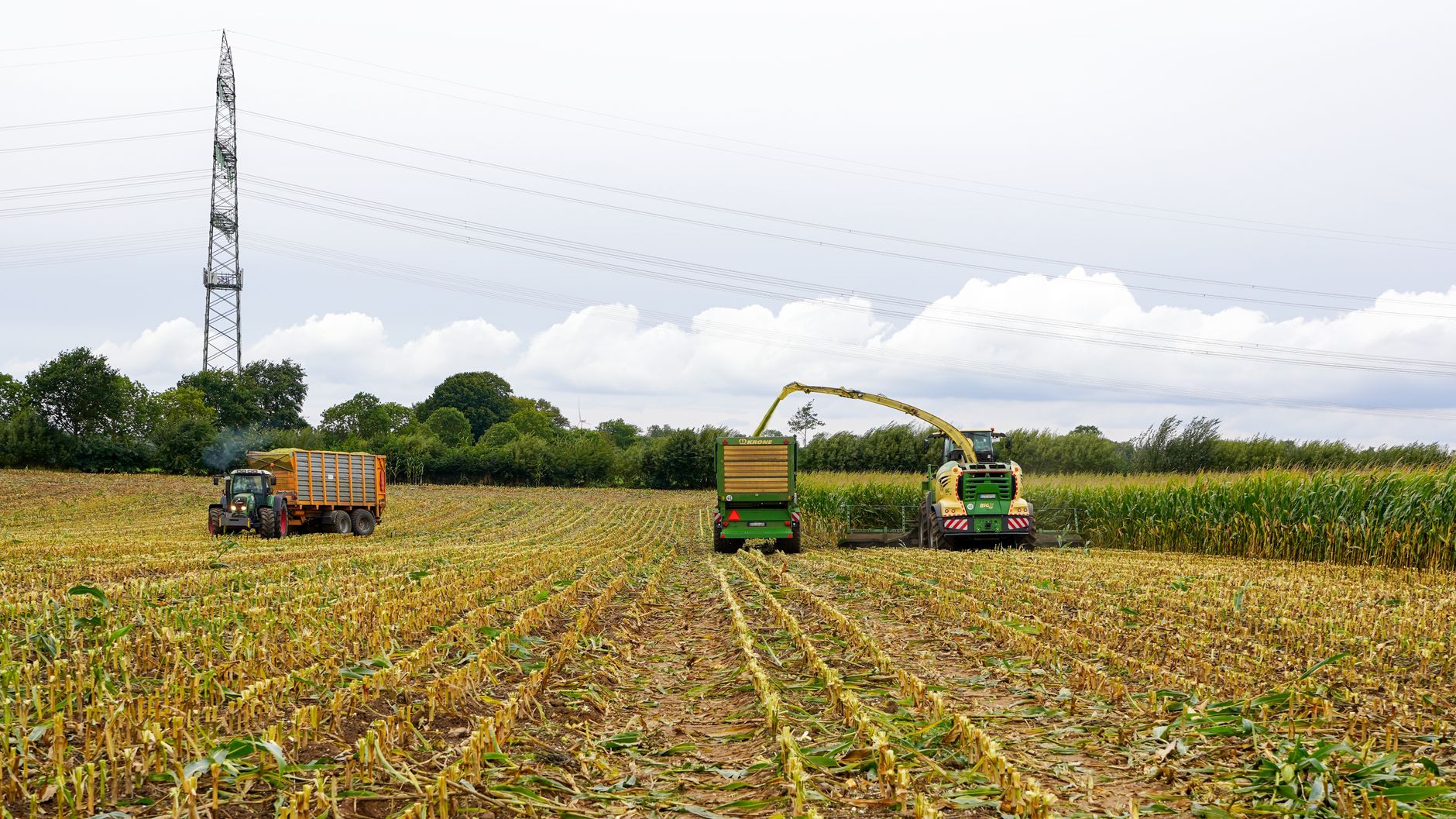 Harvesting rhubarb