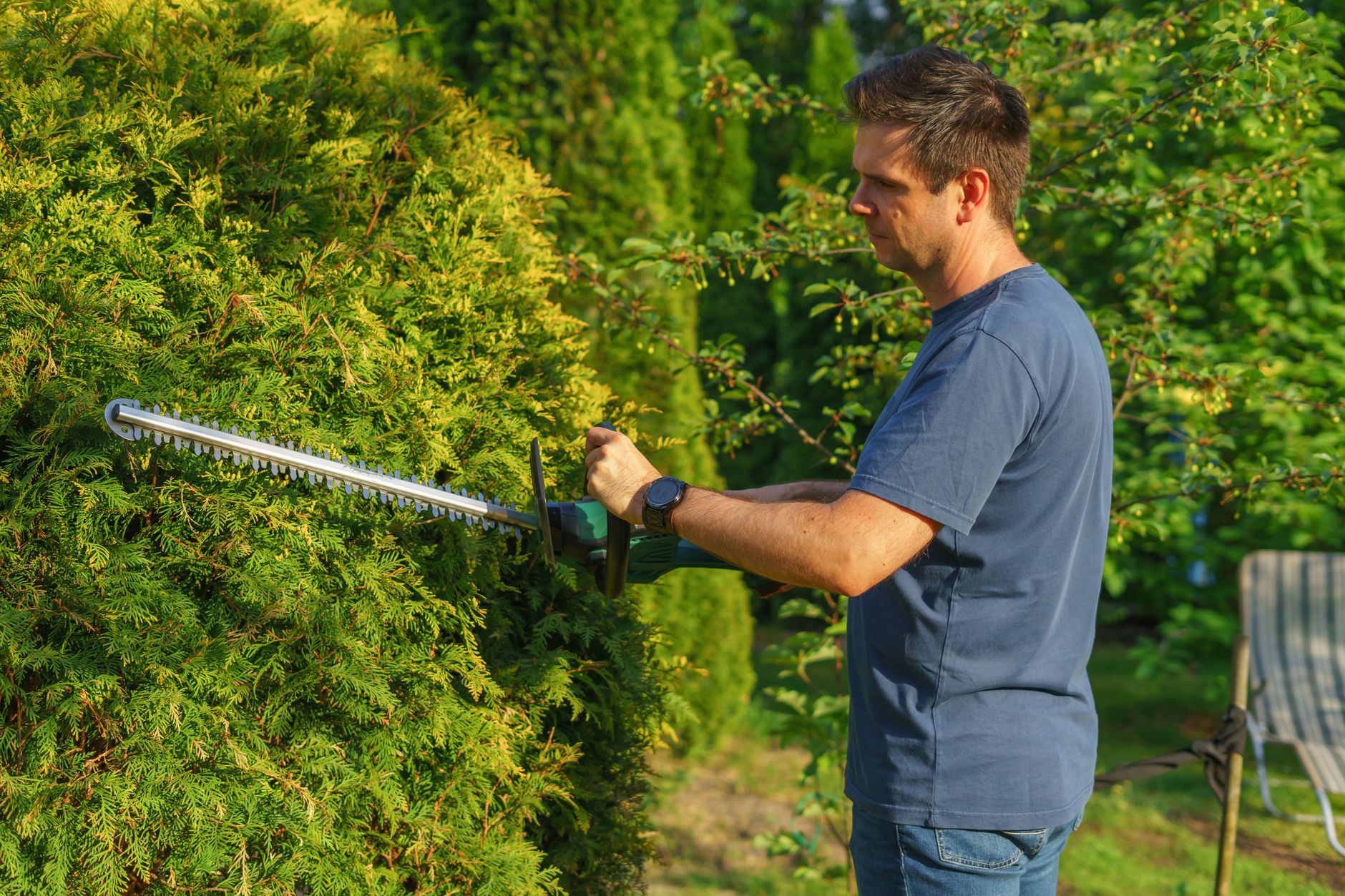 Rosemary pruning