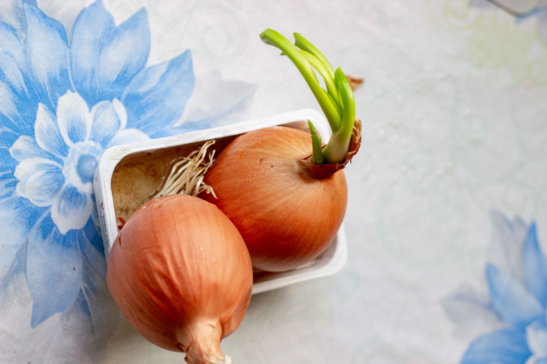 A single shallot bulb set