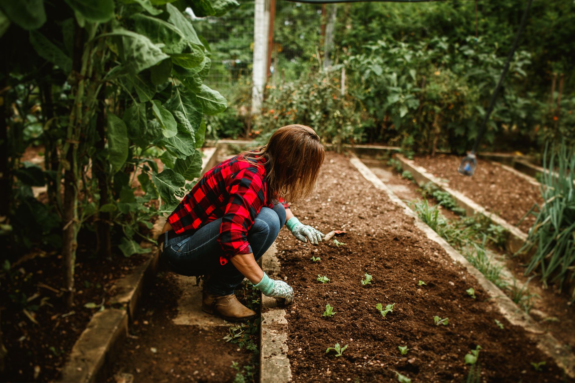 Planting shallot sets in fall