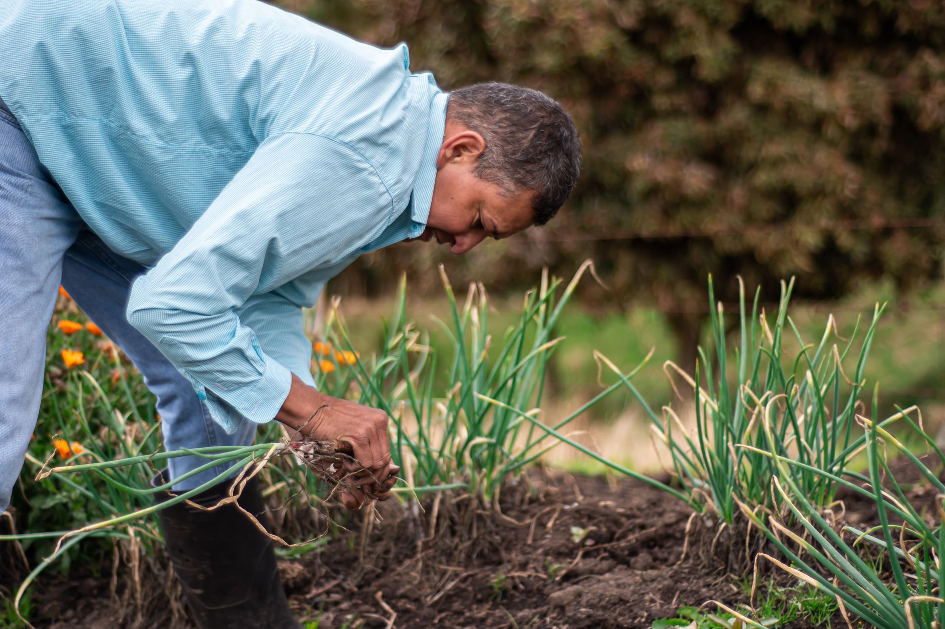 Harvesting a shallot cluster