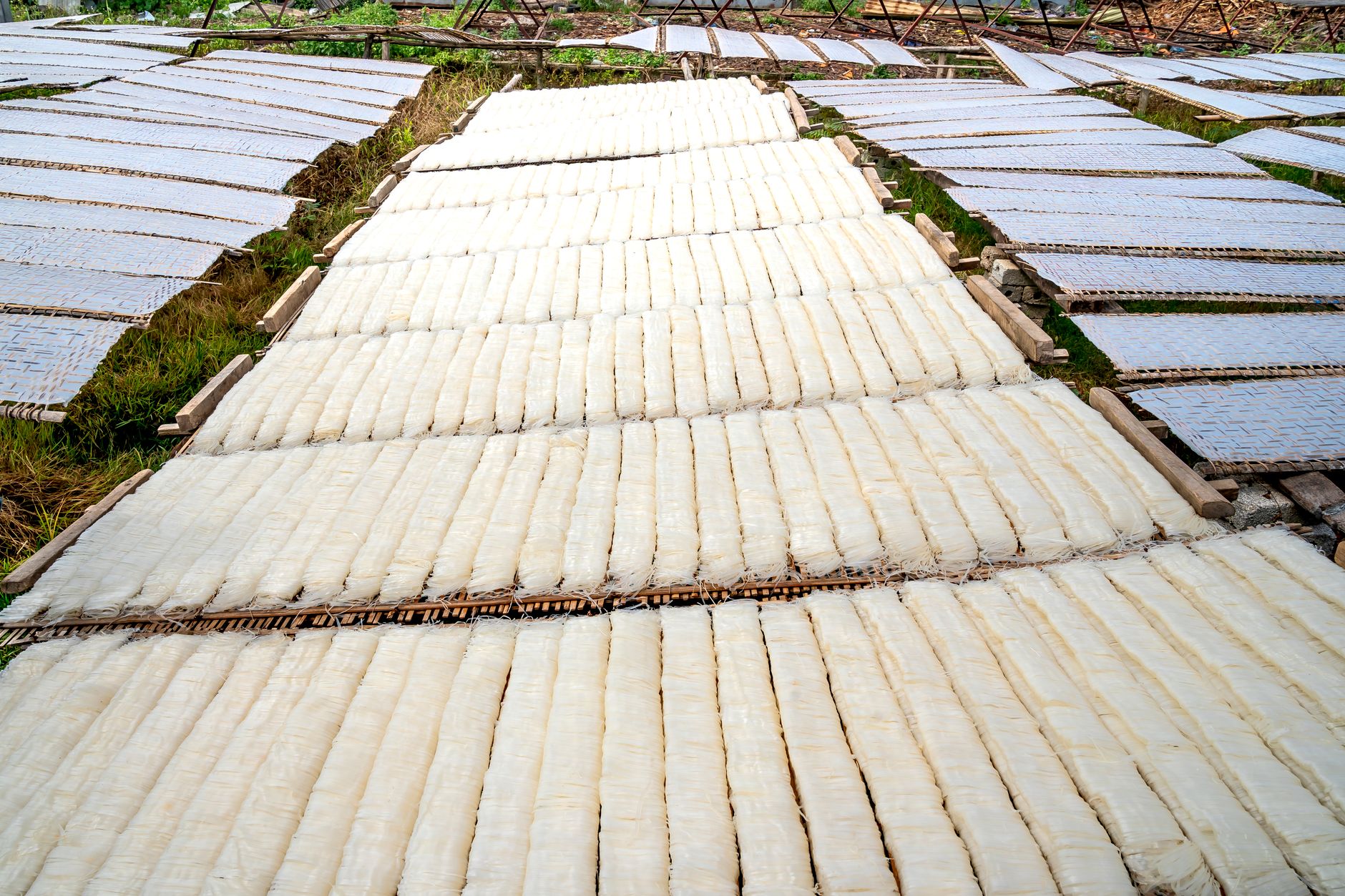 Curing shallots