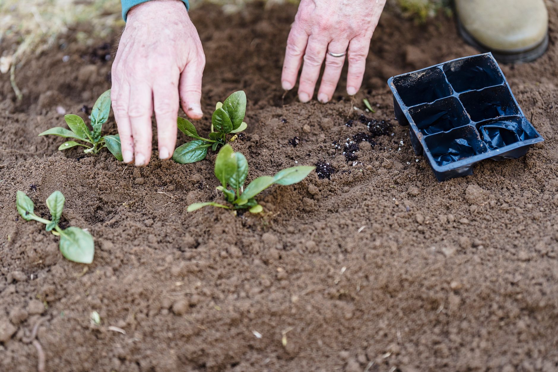 Spinach seedlings in early spring