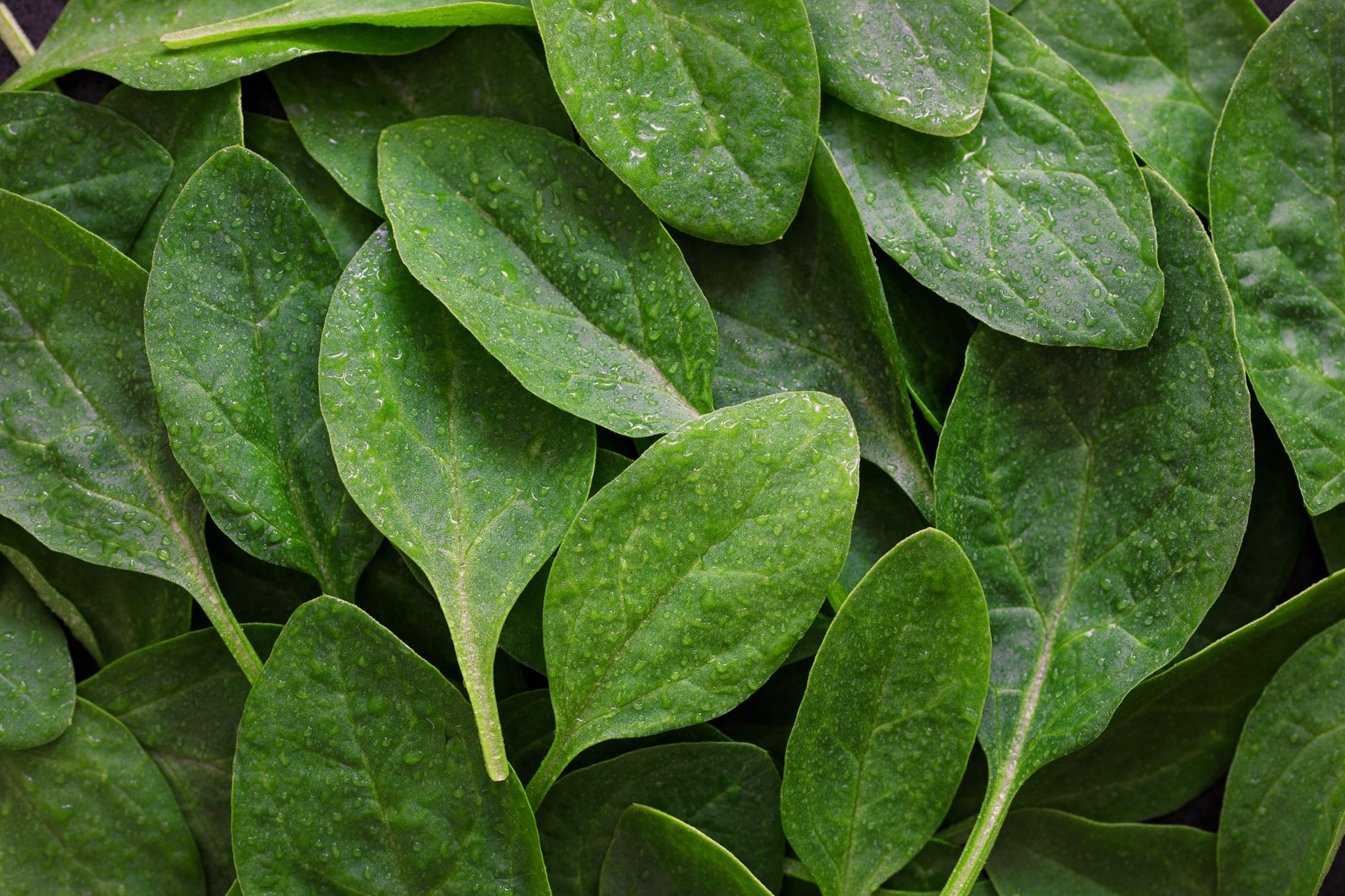 Savoy and smooth-leaf spinach varieties