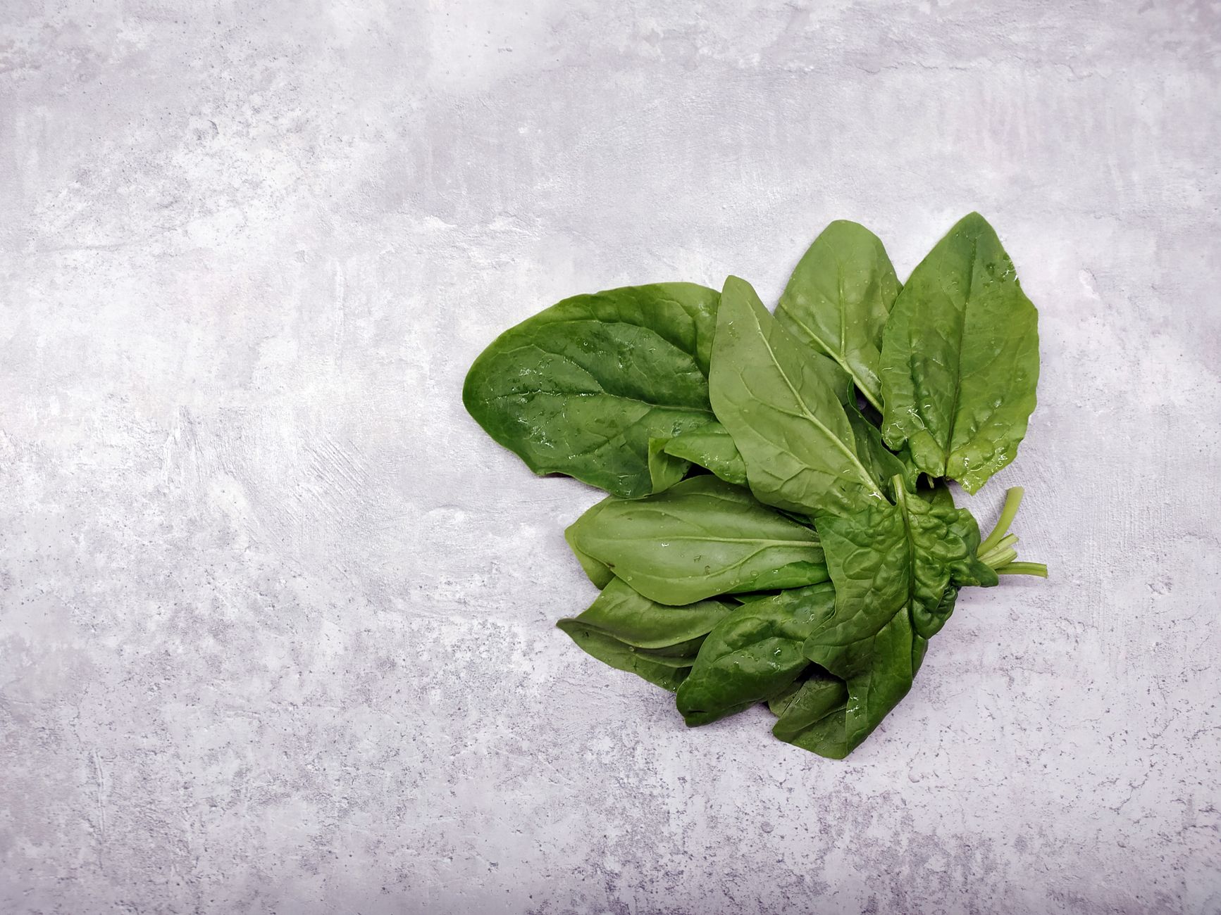 Harvesting spinach leaves