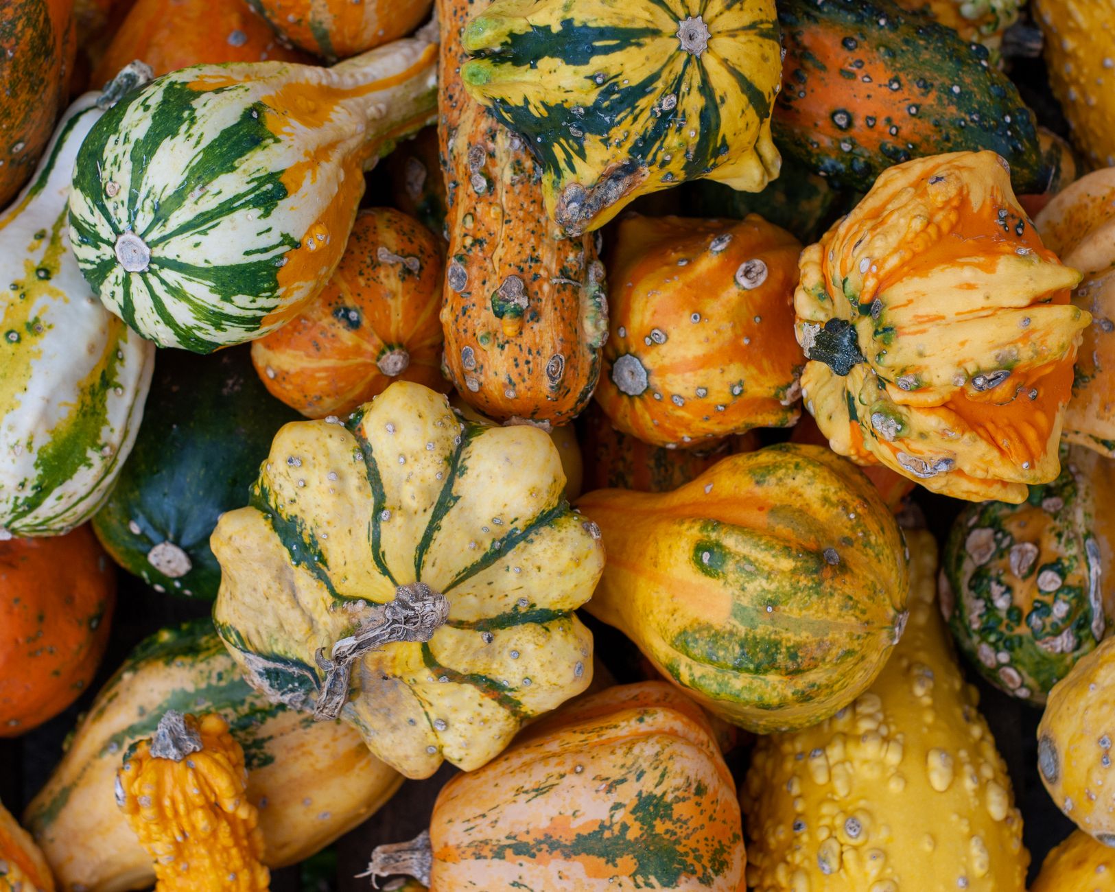 Summer and winter squash comparison