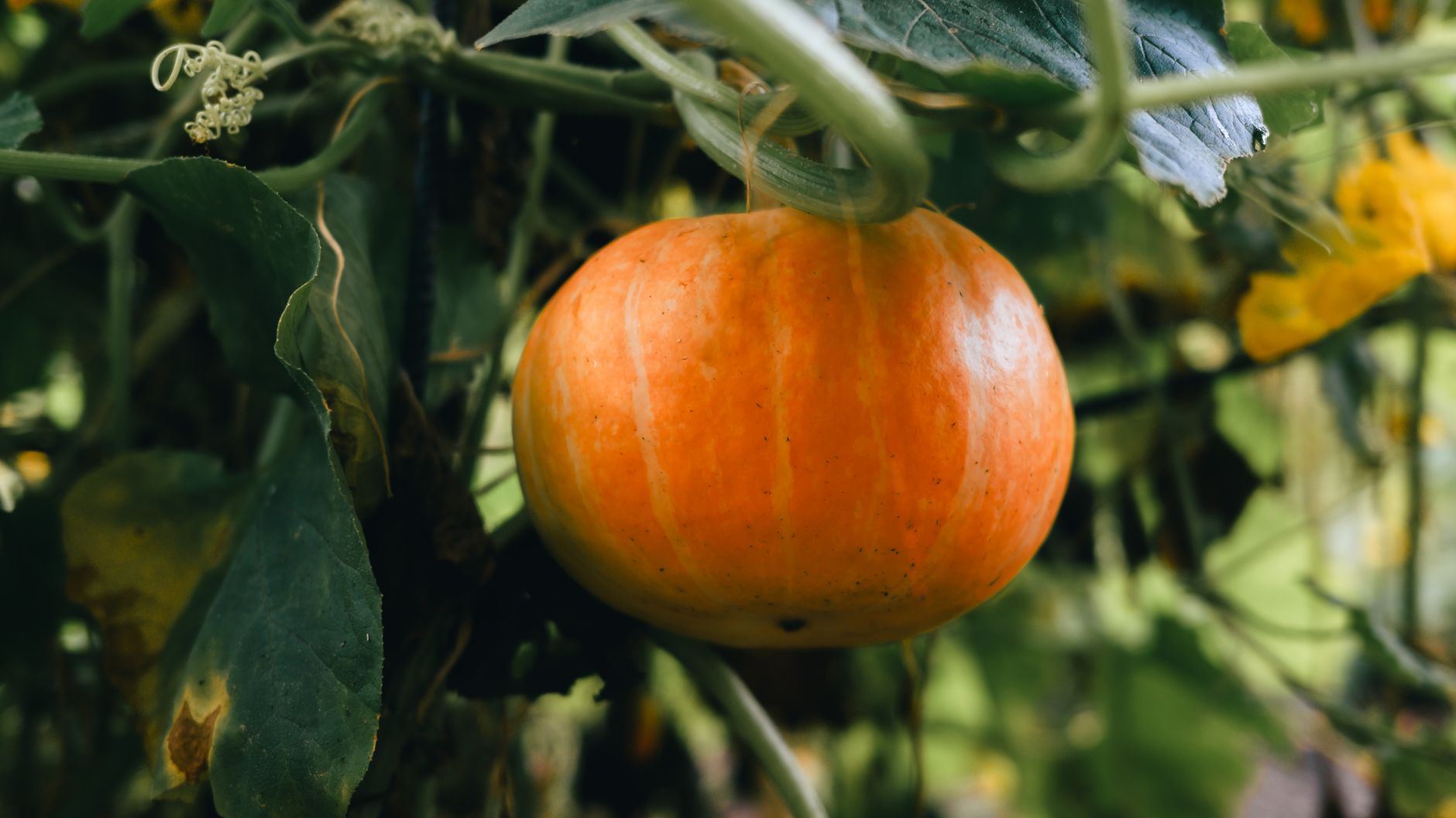 Bush and vining squash comparison
