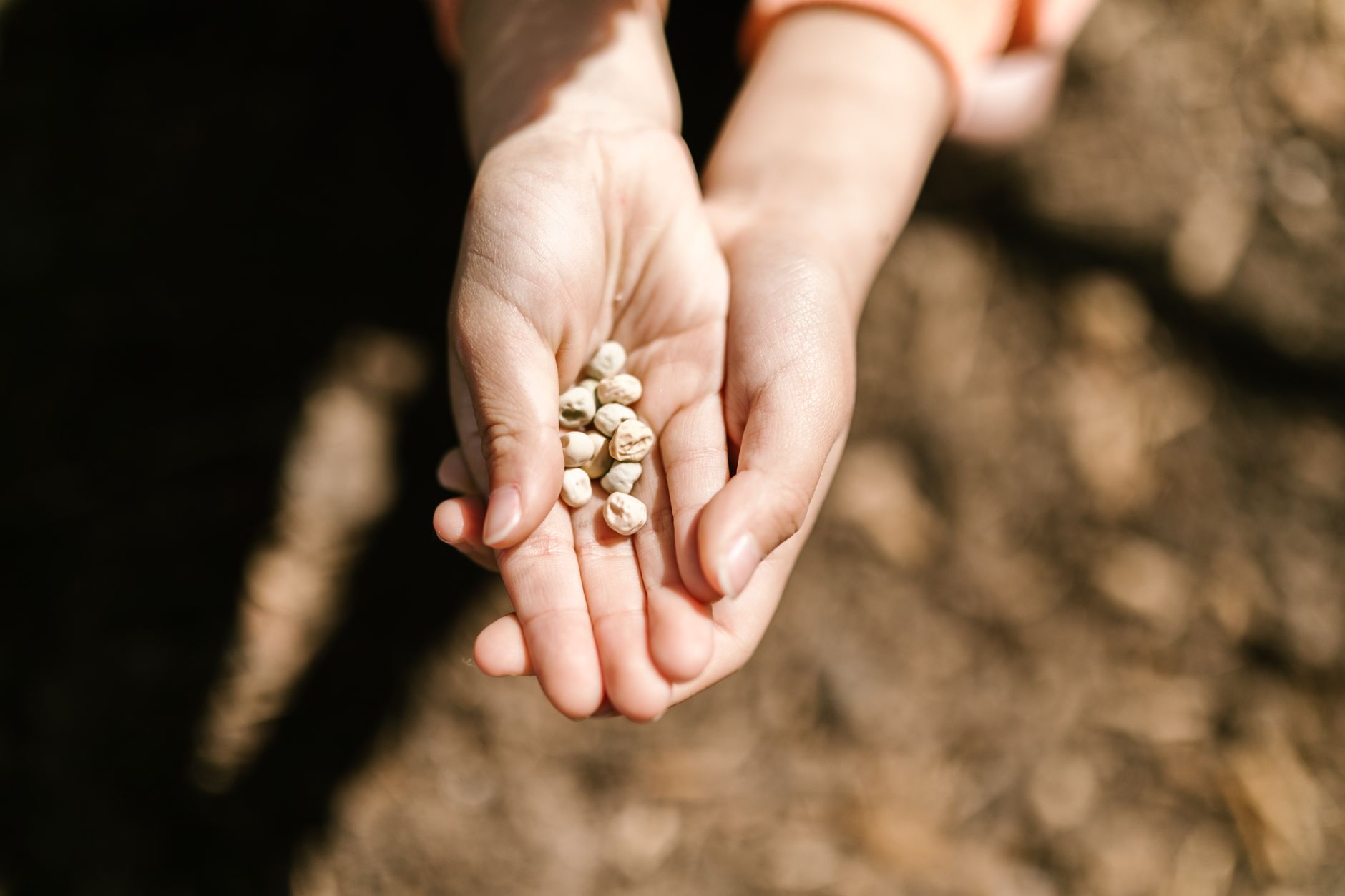 Planting squash seeds