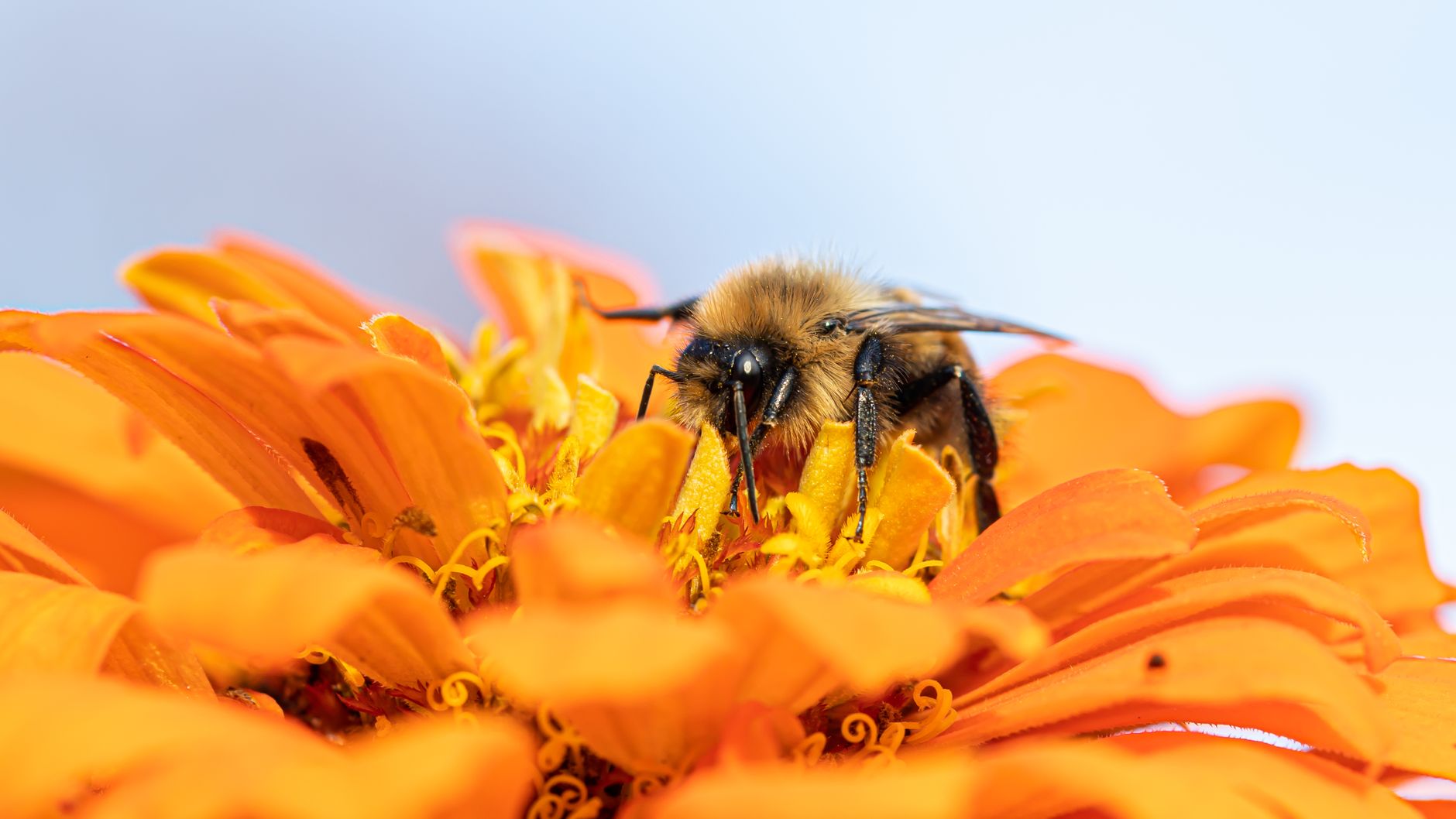 Bee pollinating a squash flower