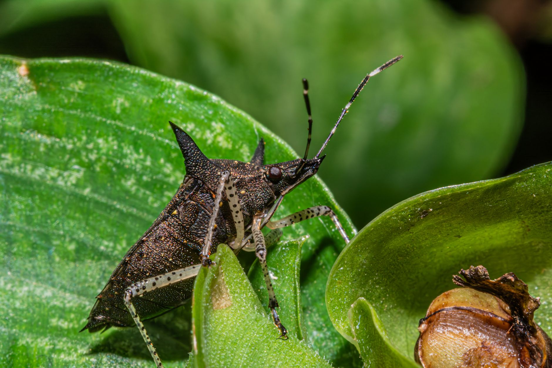 Squash bugs on squash leaves